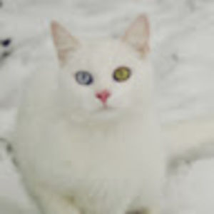 Meet your Posher, Kira